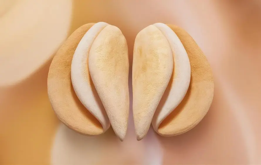 image de contexte pour une labioplastie